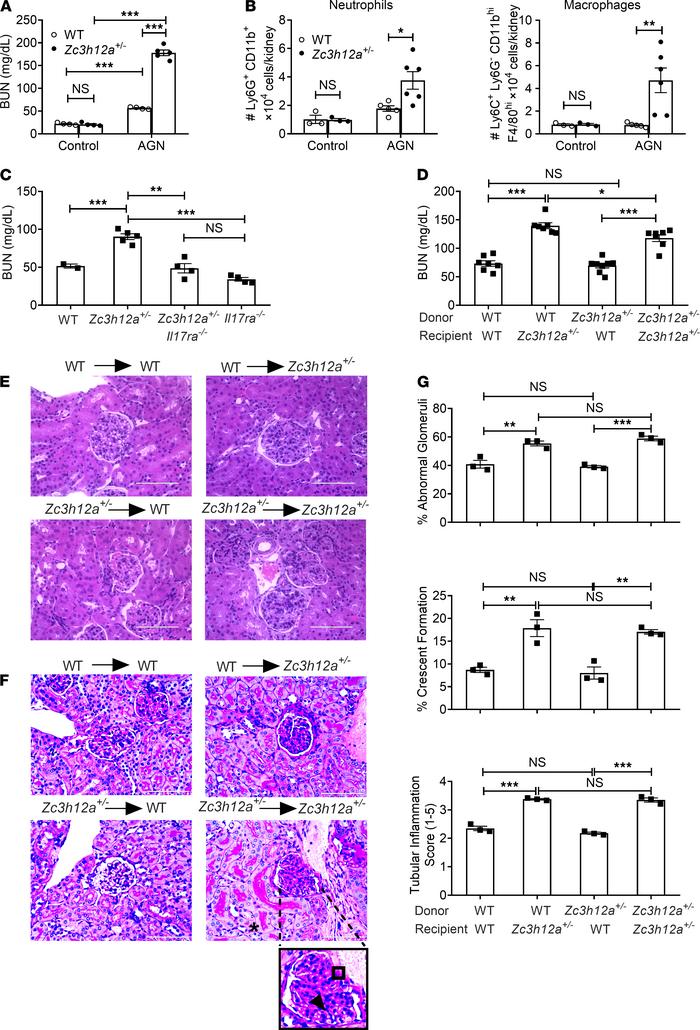 Zc3h12a+/– mice show exaggerated AGN.
(A) Zc3h12a+/+ (WT) and Zc3h12a+/–...
