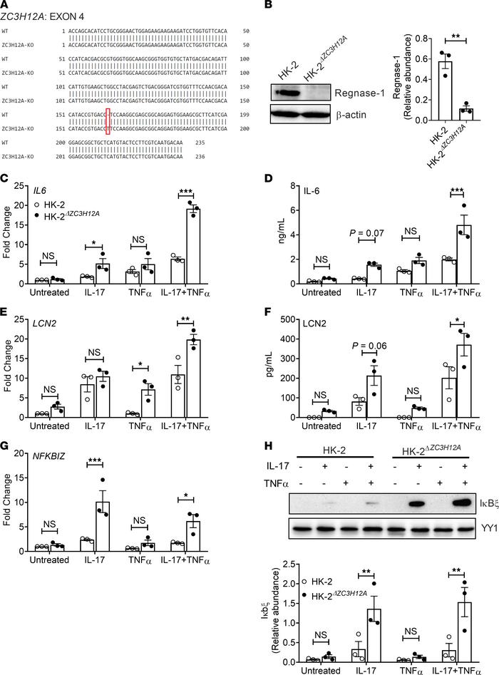 Deletion of ZC3H12A gene elevates inflammatory mediator expression in th...