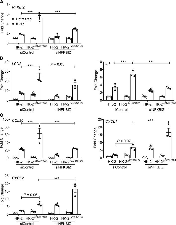 Regnase-1 upregulates IL6 and LCN2 gene expression via NFKBIZ.
HK-2 and ...