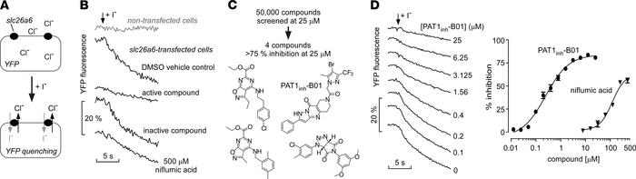 Small-molecule screen identifies PAT1 inhibitors.
(A) Screening assay in...