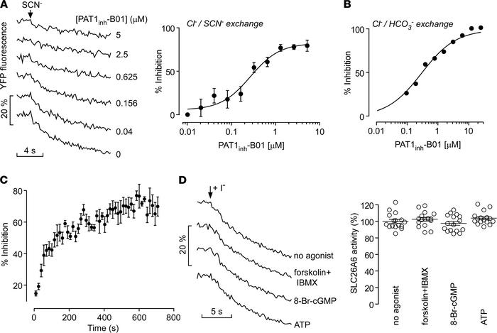PAT1inh-B01 inhibition of PAT1-mediated anion exchange.
(A) YFP fluoresc...