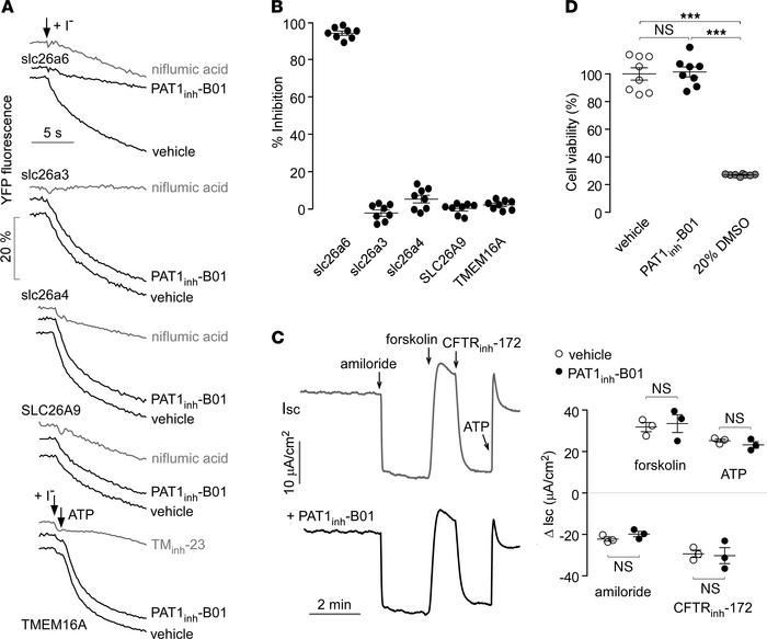 PAT1inh-B01 selectivity and cytotoxicity.
(A) Selectivity of PAT1inh-B01...