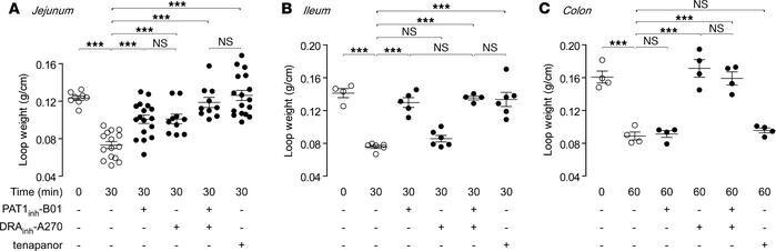 PAT1 inhibition blocks fluid absorption in mouse small intestine but not...