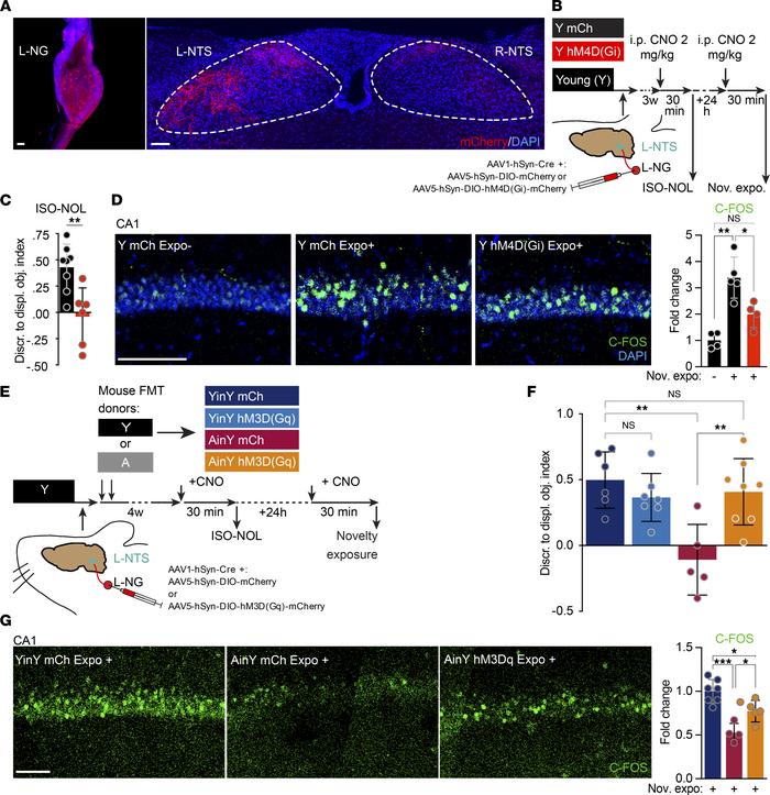 Decrease in VN signaling is necessary and sufficient for the age-associa...