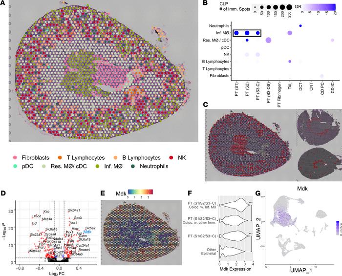 Colocalization of immune clusters in the cecal ligation puncture model.
...