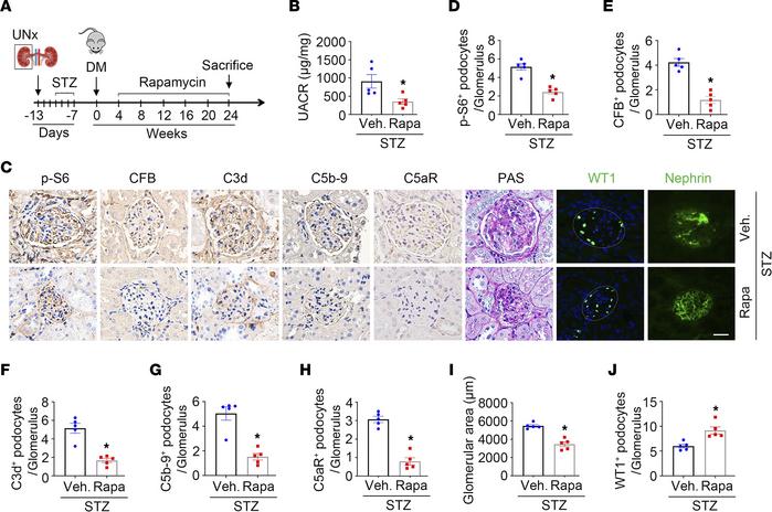 Blocking mTORC1 with rapamycin attenuates alternative complement pathway...