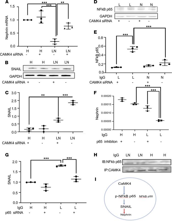 CaMK4 regulates nephrin transcription through NF-κb/p65 activation and S...