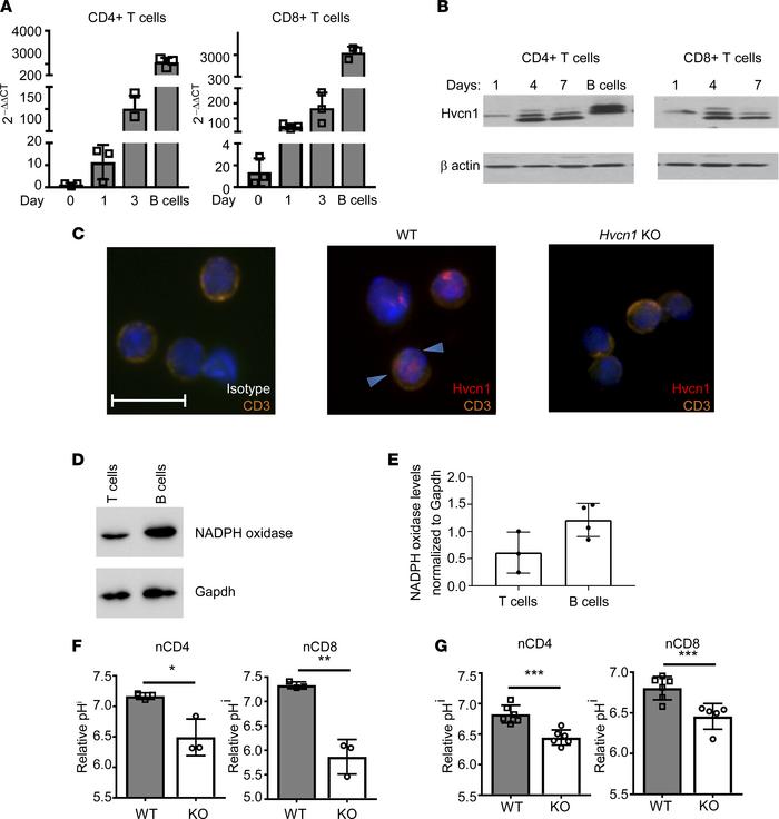 The proton channel Hvcn1 is expressed by T lymphocytes and regulates int...