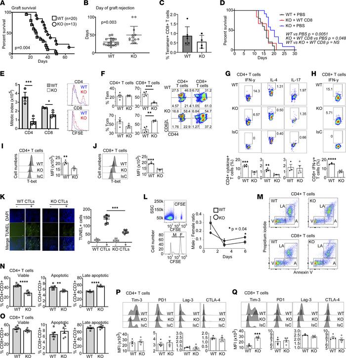 Functional features of Hvcn1-deficient T cells.
(A and B) WT male-derive...