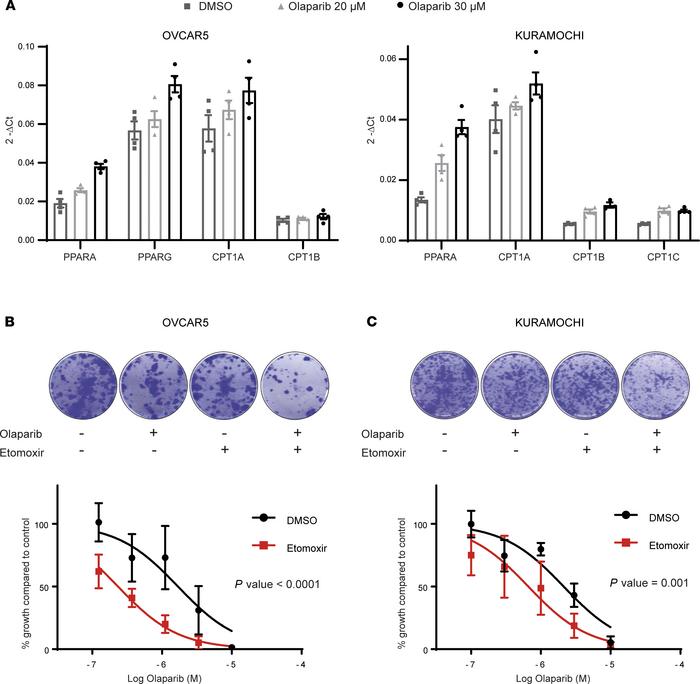 Inhibiting FAO enhances the cytotoxic effects of olaparib.
(A) Quantitat...
