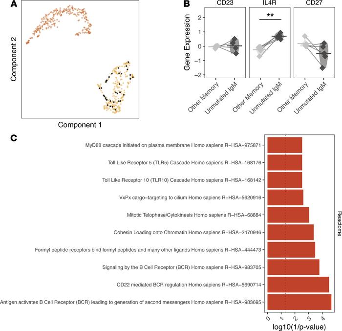 Unmutated IgM/D B cells lack a naive B cell signature.
(A) Cells with un...