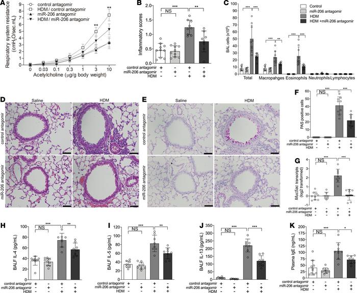 Airway miR-206 antagonism suppresses HDM-induced AHR, airway inflammatio...