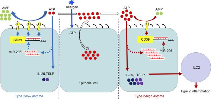 Scheme illustrating for the signaling pathway regulating IL-25 and TSLP ...