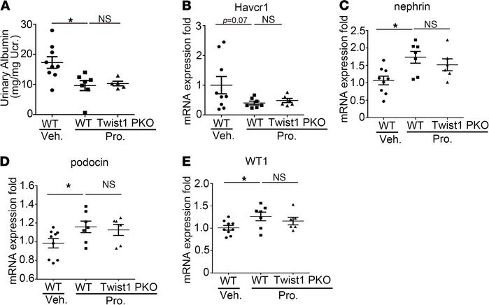 CCL2 inhibition abrogates exaggerated albuminuria and restores podocyte ...