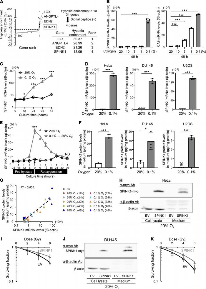 SPINK1 is identified as a candidate plasma marker for tumor hypoxia and ...