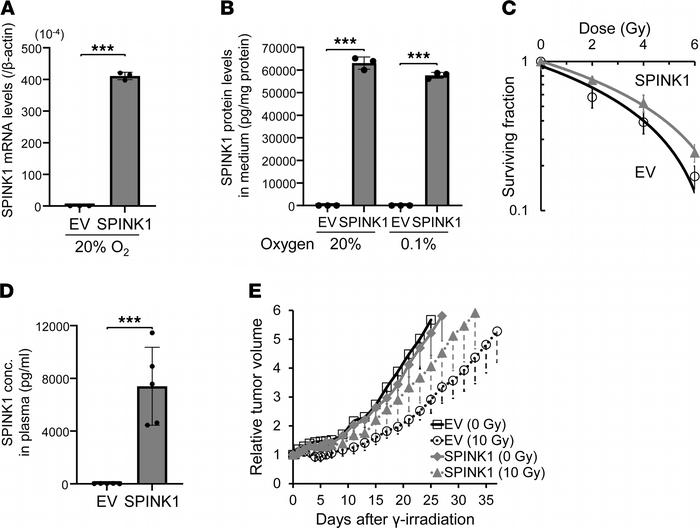 SPINK1 accelerates tumor growth after radiotherapy.
(A–C) DU145/EV and D...