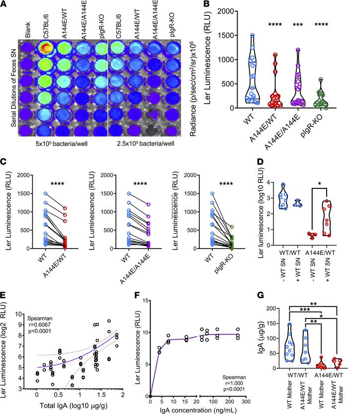 
Ler expression increases directly with IgA concentration.
Ler expressio...