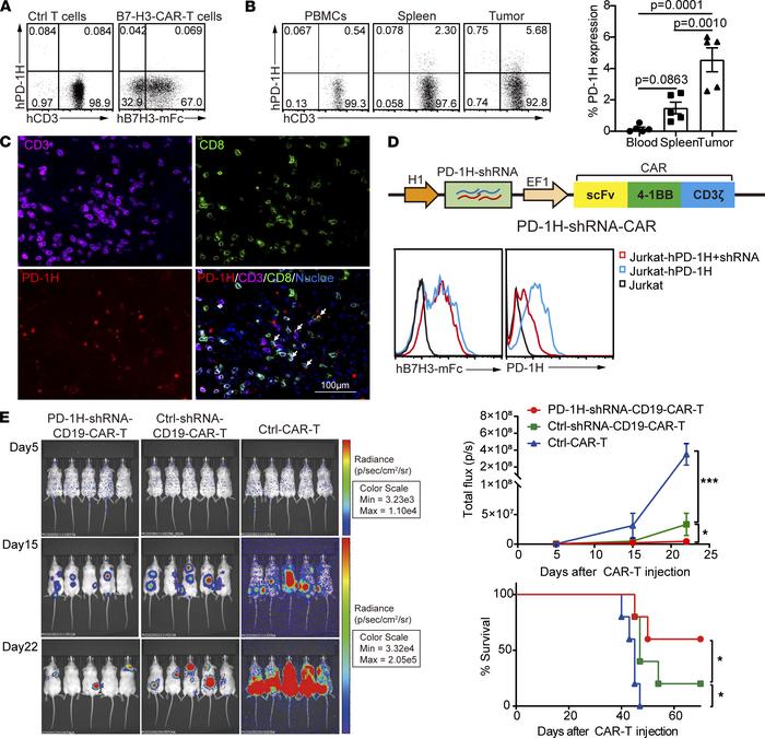 PD-1H ablation promotes the effector function of human CAR-T cells.
B7-H...