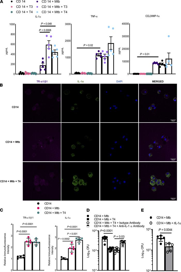 Thyroid hormones induce IL-1α production by Mtb-infected monocytes/monoc...