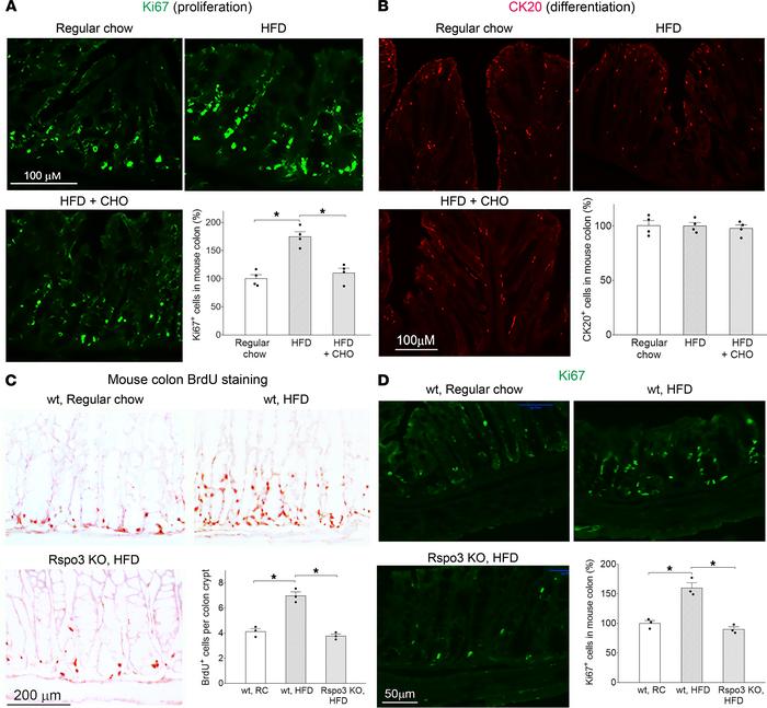Rspo3 mediates HFD-induced intestinal proliferation.
(A) Immunofluoresce...