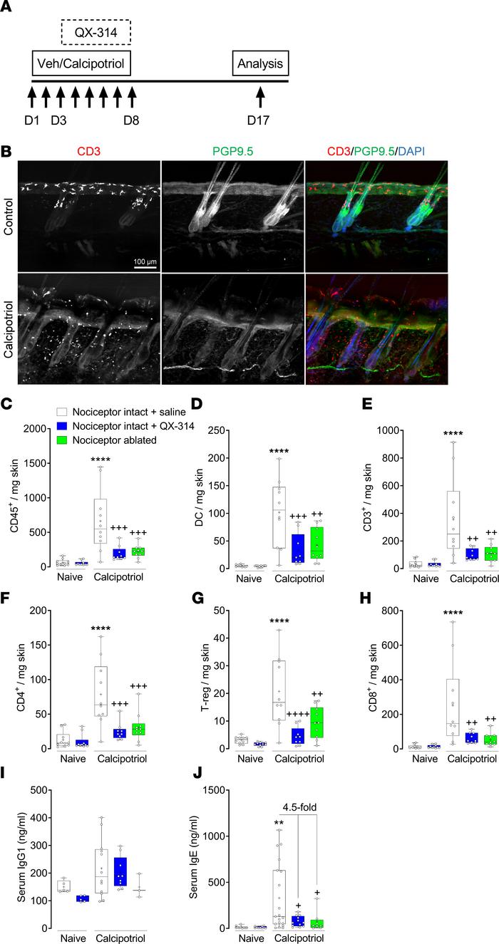 Nociceptor neurons affect allergic skin inflammation.
(A) Timeline for i...