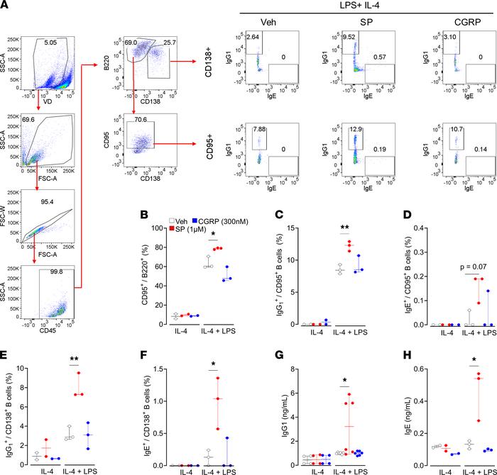 Substance P increases formation of antibody-secreting cells and their re...