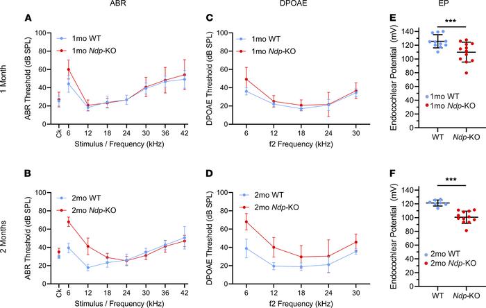 Early onset of hearing impairment in Ndp-KO mice.
ABR (A and B) and DPOA...