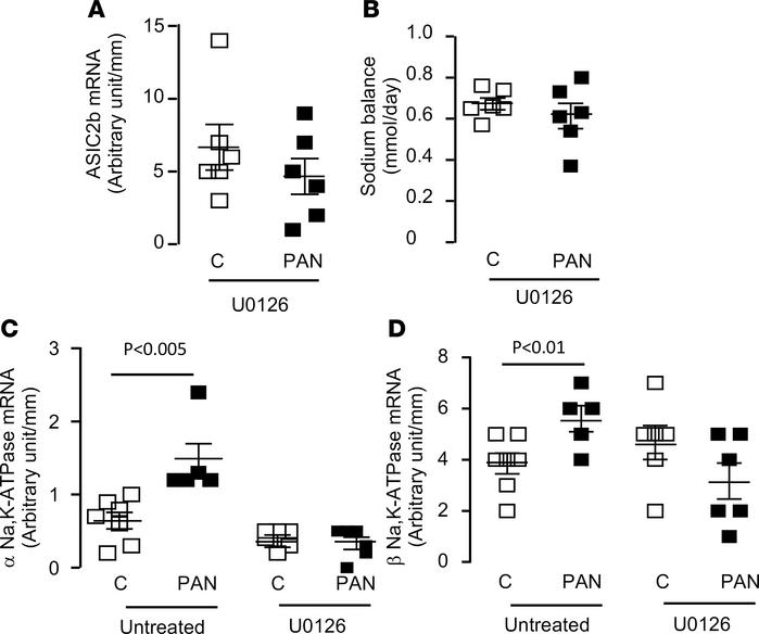 Role of ERK pathway in ASIC2b expression and sodium retention.
(A) Expre...