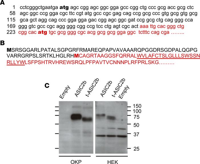 Long and truncated variants of ASIC2b.
(A) 5′ terminal sequence of rat A...