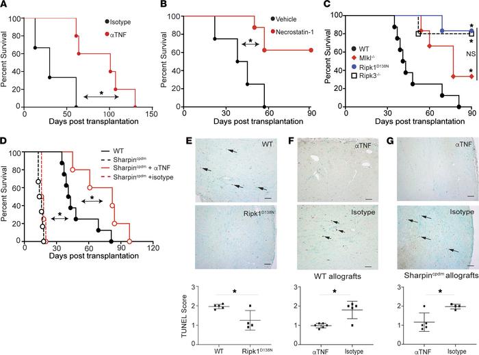 TNF-modulated, RIPK1-dependent cell death mediates graft rejection and i...
