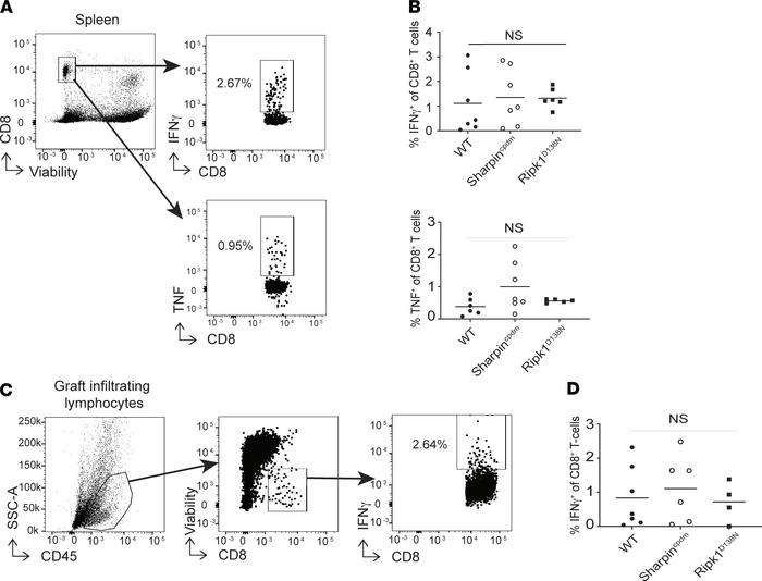 Allograft genetic sensitivity to programmed cell death does not influenc...