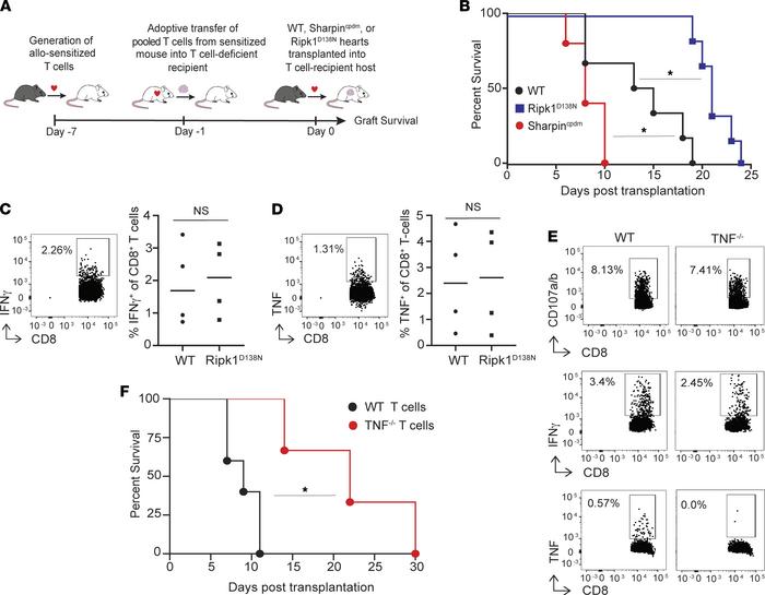 Donor graft susceptibility to RIPK1-dependent cell death determines kine...