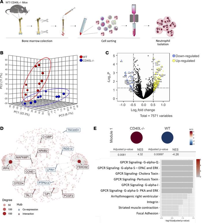 CD40L modulates the transcriptional profile of BM-derived neutrophils.
(...