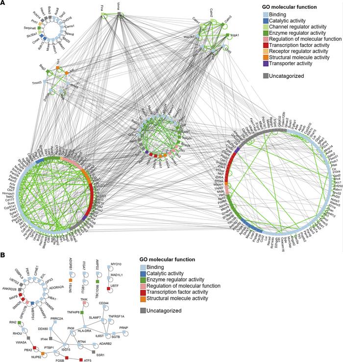 Common molecular functions and conserved physical protein interactions b...