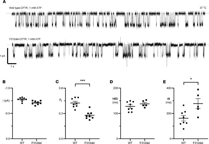 Single-channel behavior of WT- and F312del-CFTR.
(A) Representative reco...