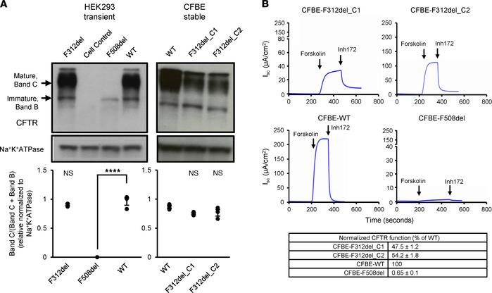 Protein processing and function of F312del-CFTR relative to WT-CFTR.
(A)...