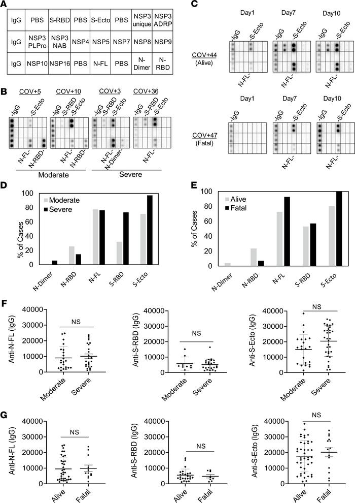 Lack of correlation between the spike or nucleocapsid antibody response ...