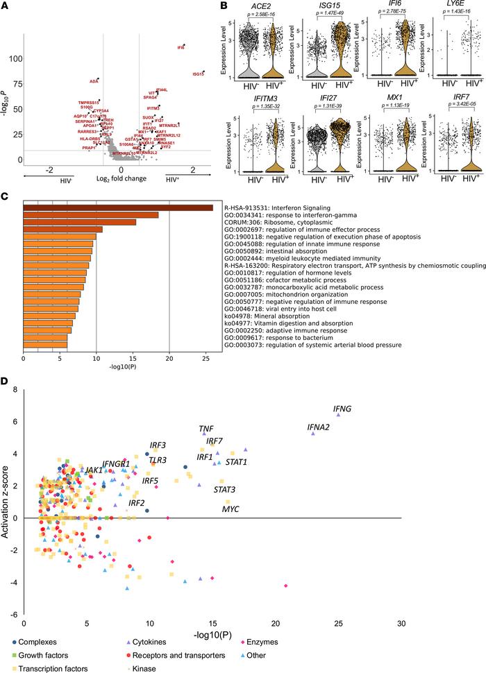 HIV infection downregulates ACE2 expression and drives interferon signal...