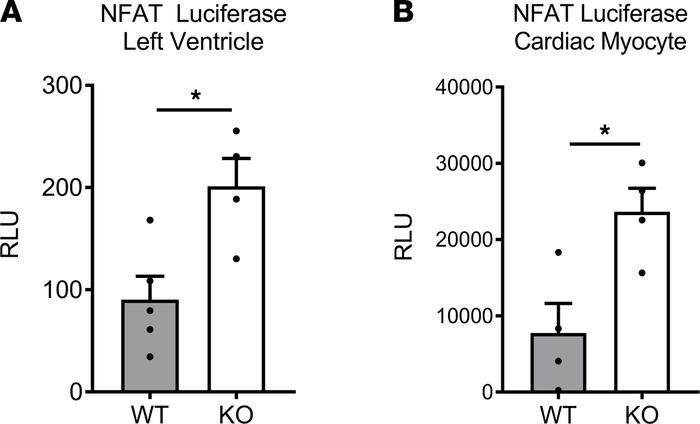 Increased cardiac myocyte NFAT activation in MLK3-KO mice.
Male MLK3-KO ...