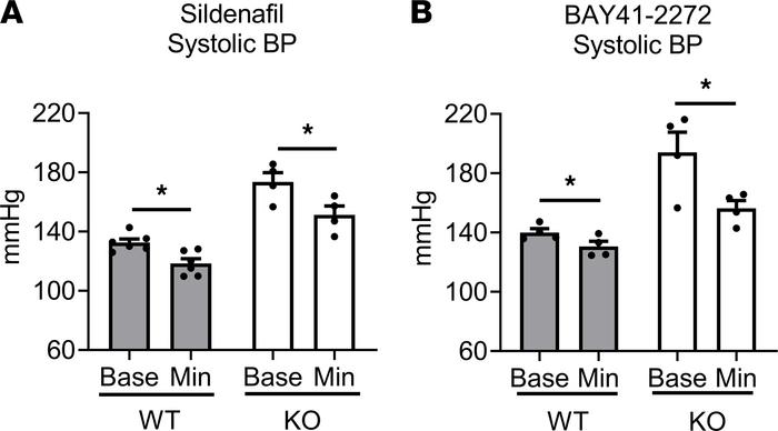 Blood pressure in MLK3 deletion mice is responsive to acute PKG activati...