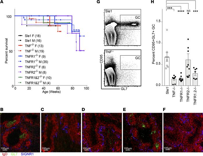 TNF signaling via TNFR1 is required for GC formation.
(A) Survival curve...