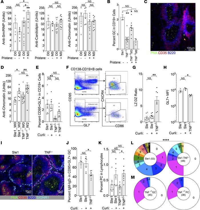 Innate stimulus induces activated GL7+ B cells and lupus-associated auto...
