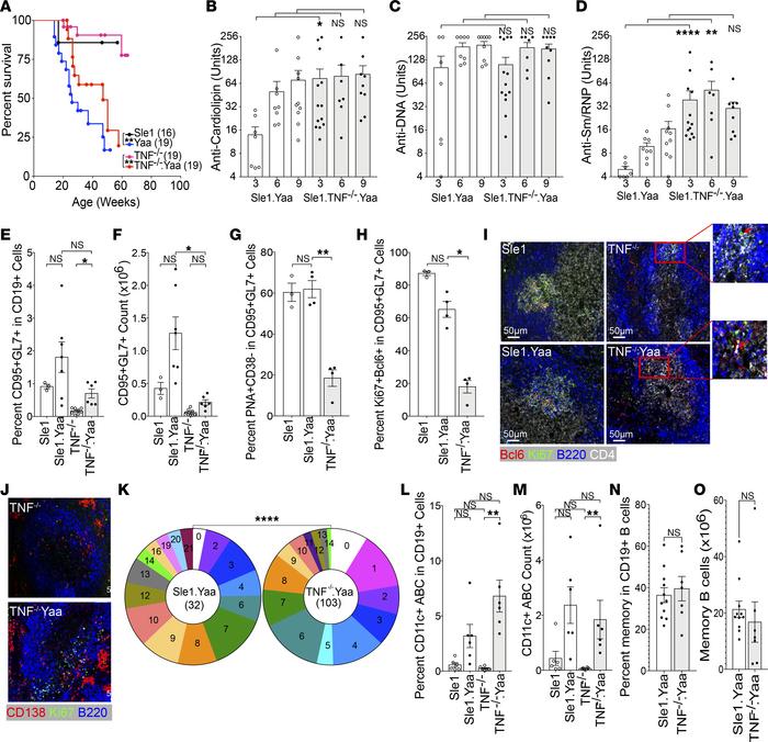TLR7 overexpression induces pathogenic autoantibodies in Sle1 TNF–/– mic...