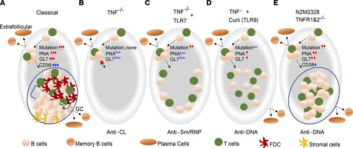 Model of diverse mechanisms for induction of autoreactivity by TNF defic...