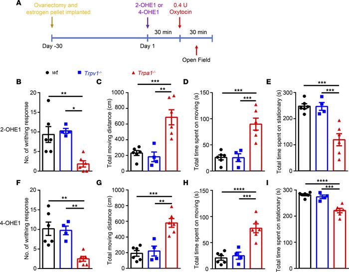 Acute administration of 3 nmol 2- or 4-OHE1 for 30 minutes followed by o...