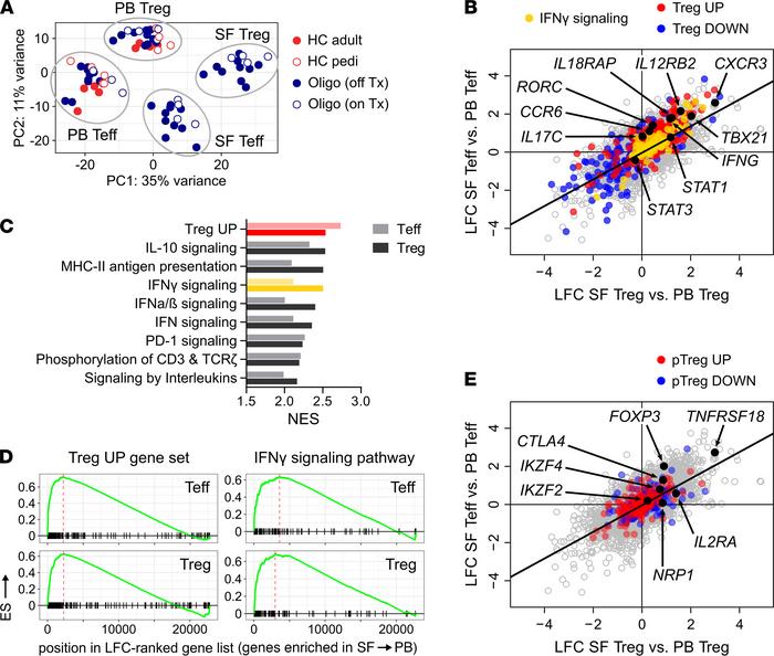 Teffs and Tregs in oligo JIA SF upregulate IFN-γ–related genes.
Tregs (C...