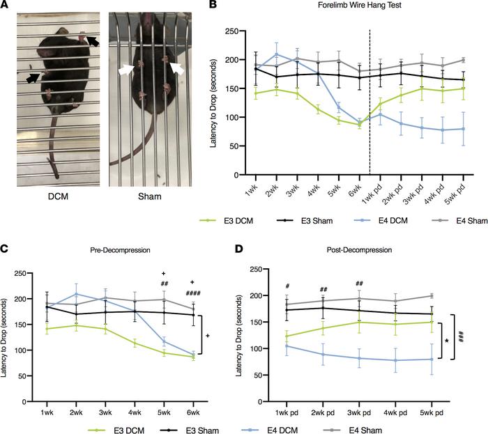 Results from forelimb grip strength before and after decompression surge...