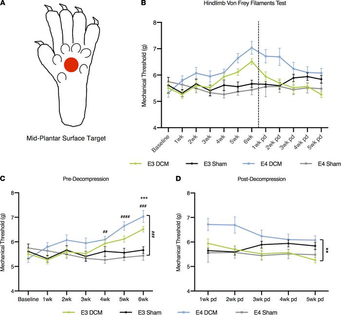 Results from hind limb mechanical sensitivity threshold before and after...