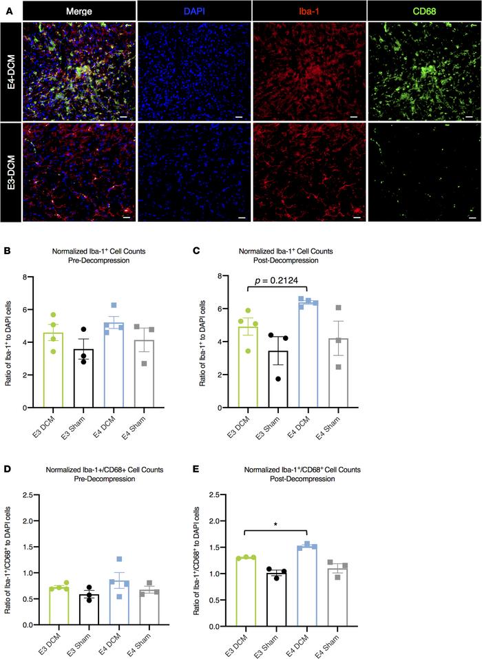 Increased activation of macrophage/microglia 24 hours after decompressio...