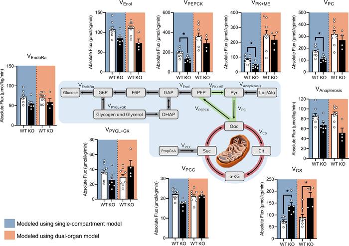 Comparison of flux estimates between the dual-organ model and a previous...